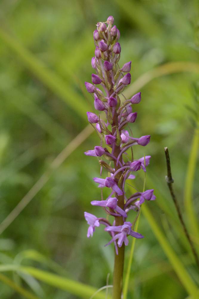 Monte Cesen - Valdobbiadene (TV) - Gymnadenia conopsea